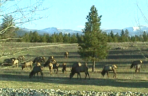 Elk-1